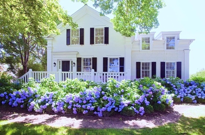 PERIWINKLE COTTAGE PINK LAVENDER PURPLE HYDRANGEA FLOWERS SHABBY BEACH